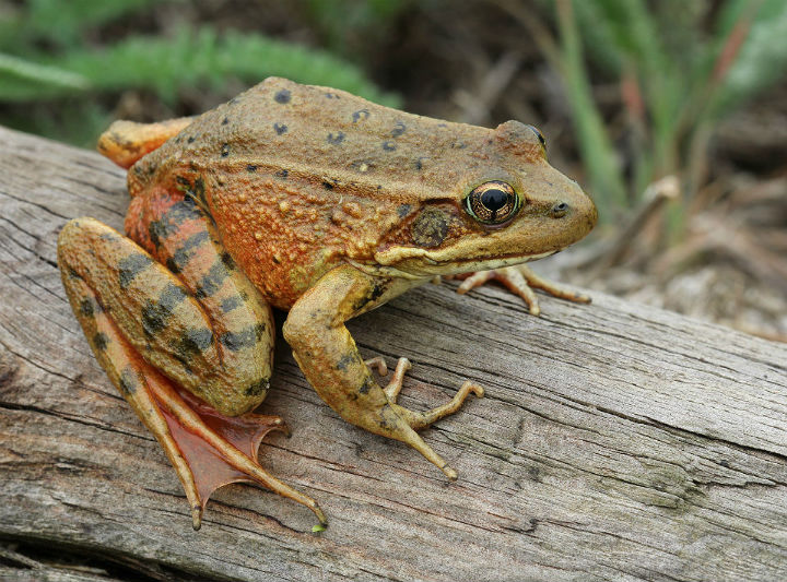 California Red-legged Frog